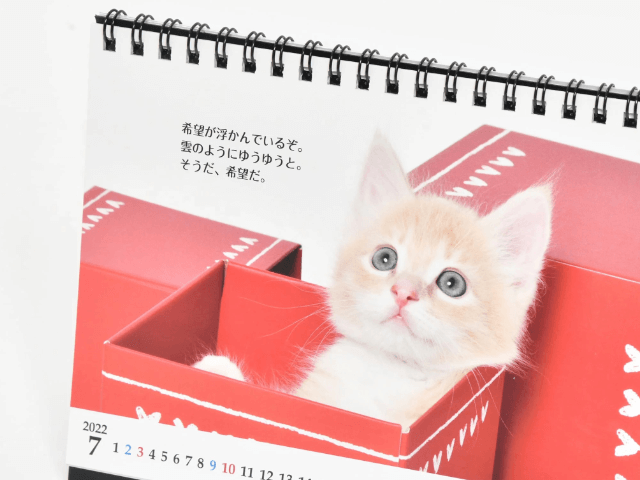志茂田景樹さんと子猫に癒やされるカレンダー 猫様のお言葉ネ コ ト バ 22年版が登場 ガジェット通信 Getnews