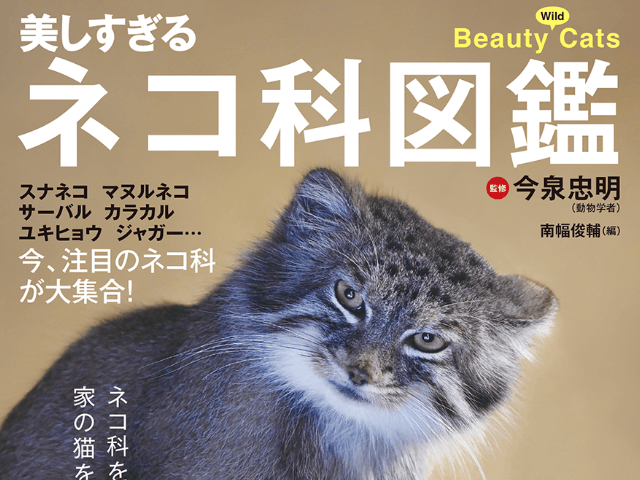 人気のスナネコやマヌルネコも収録！野生のネコ科動物に詳しくなれる「美しすぎるネコ科図鑑」