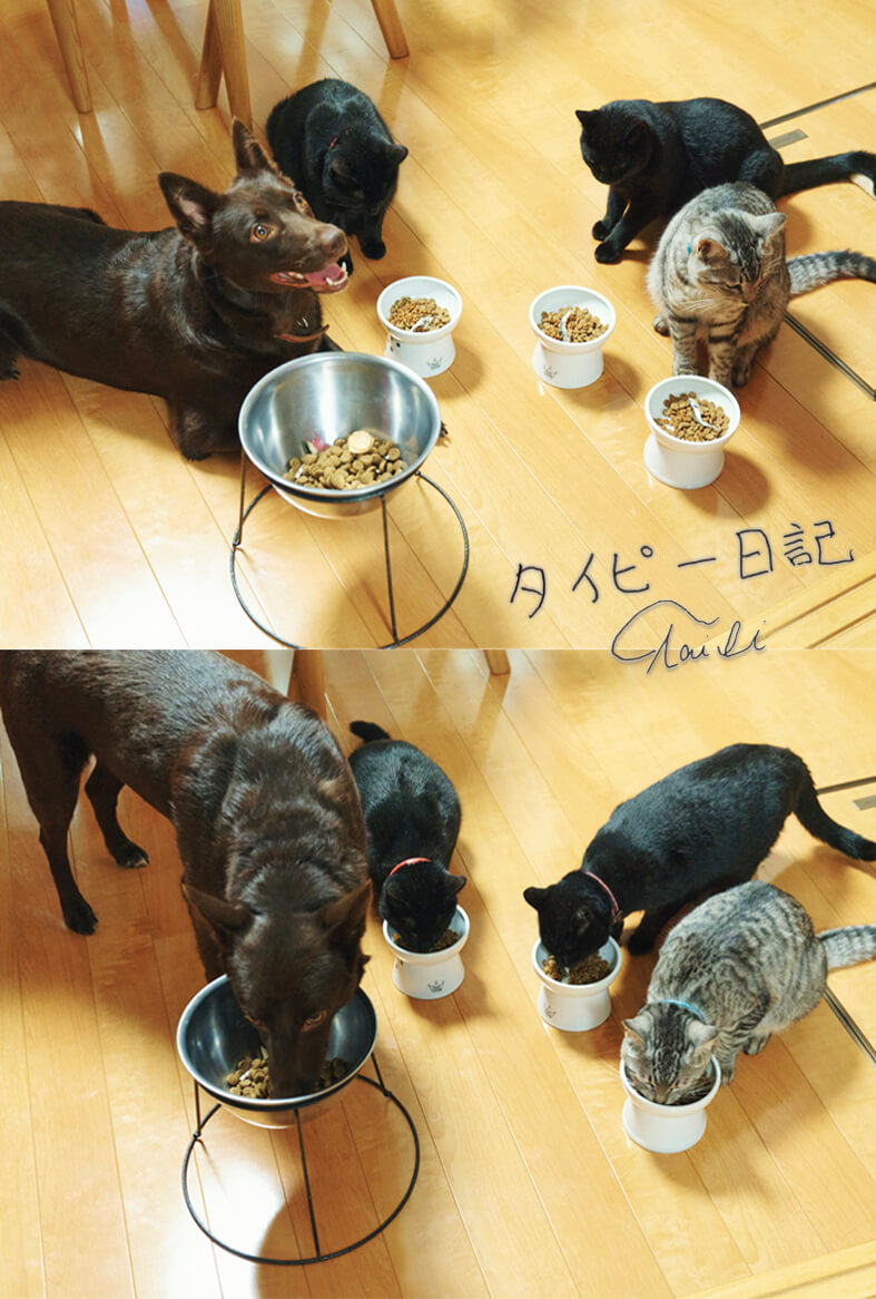タイピー日記「犬1匹、猫4匹との佐渡島暮らし」食事風景ポストカード by 楽天ブックス