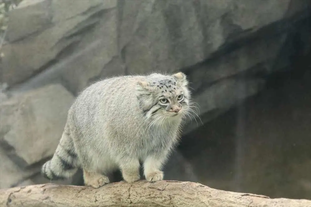 もふもふな絶滅危惧種のマヌルネコ、お見合い設備が整った施設で2頭