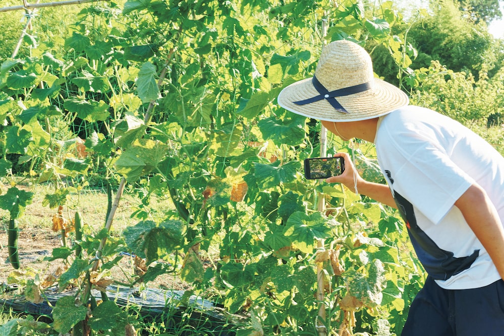 佐渡島のタイピー農園で野菜を収穫する様子
