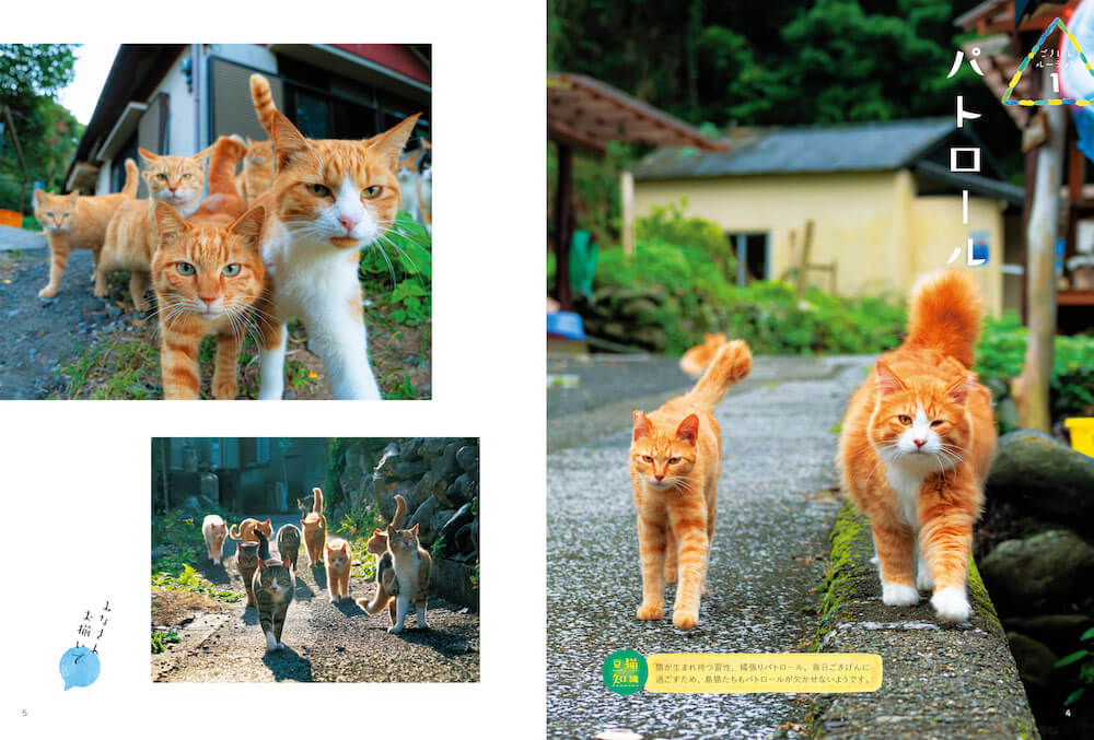 島内をパトロールする島猫の写真 by 写真集『日本の島のごきげんな猫』