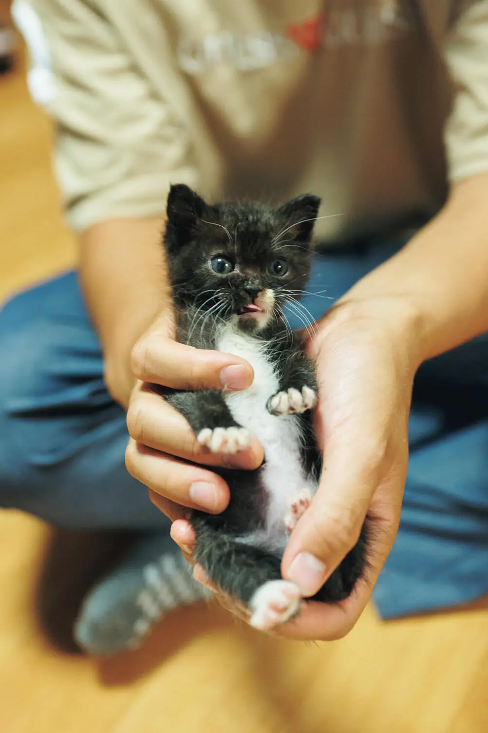 佐渡島で犬猫とスローライフ送る人気のYouTuber「タイピー日記」初のフォトブックが登場 | Cat Press（キャットプレス）