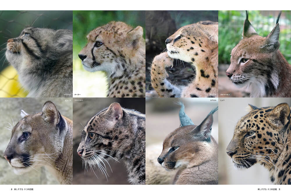 ネコ科動物の横顔比較写真