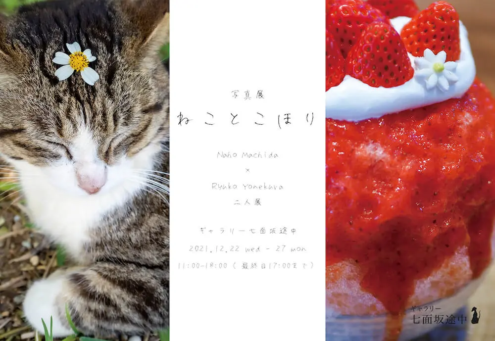 意外な組み合わせ？猫とかき氷をモチーフにした写真展『ねことこほり