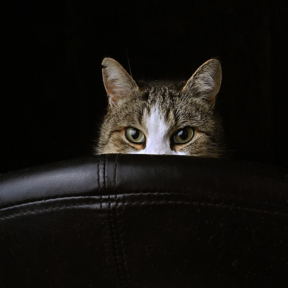 椅子に隠れて様子をうかがう猫のイメージ写真