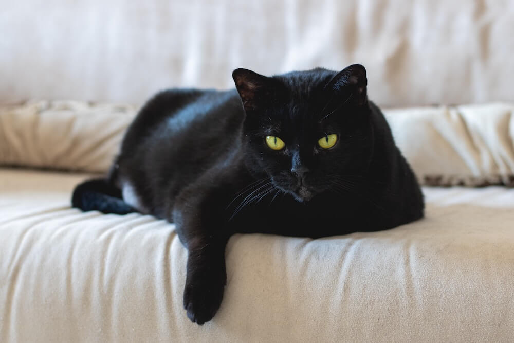 黒猫のイメージ写真