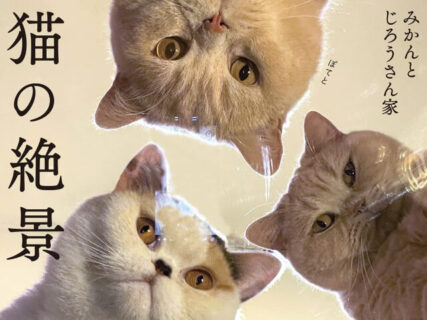5匹のブリティッシュショートヘアが奇跡の写真を連発！癒し系フォトブック『猫の絶景』