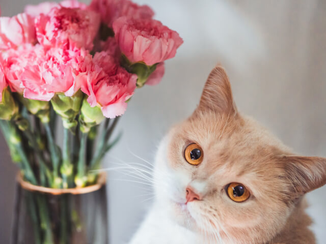 飼い猫の最大の品種トップ10