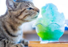 意外な組み合わせ？猫とかき氷をモチーフにした写真展『ねことこほり』東京の下町で開催