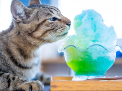 意外な組み合わせ？猫とかき氷をモチーフにした写真展『ねことこほり』東京の下町で開催