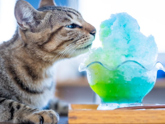 意外な組み合わせ 猫とかき氷をモチーフにした写真展 ねことこほり 東京の下町で開催 Cat Press