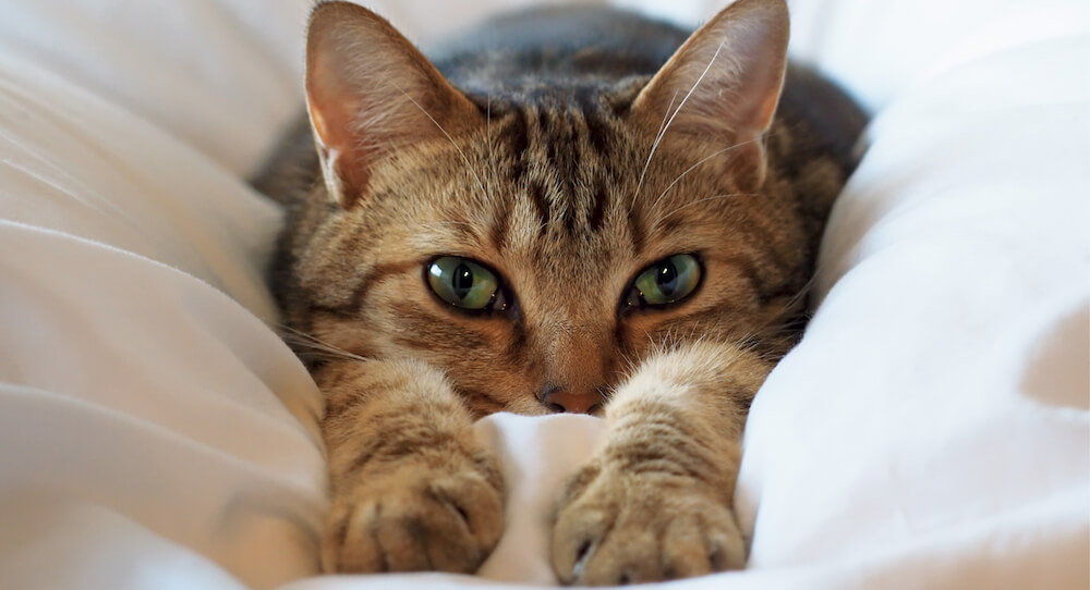 雑誌・週刊朝日の表紙を飾った岩合さんの愛猫「智太郎（通称：トモ）」