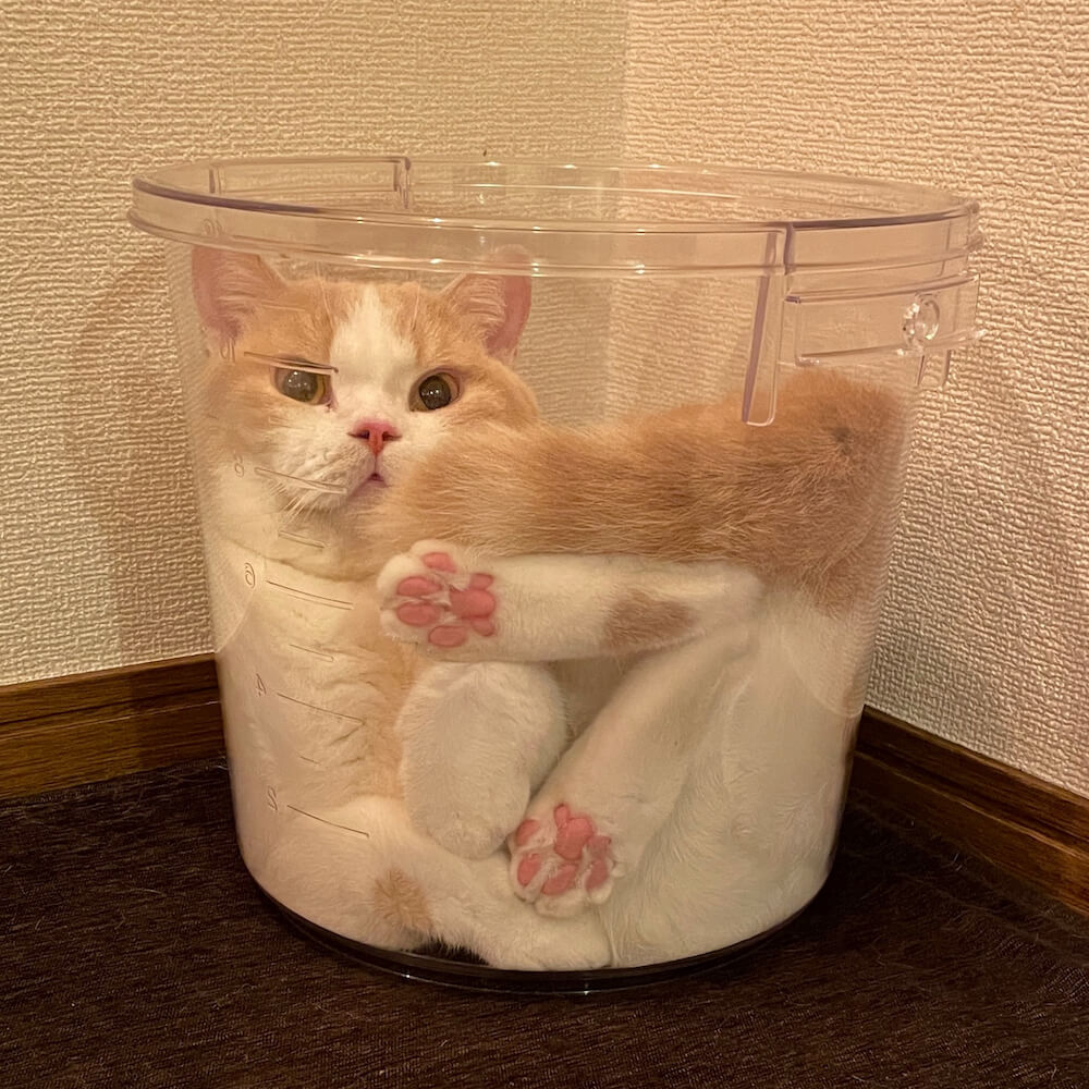 透明なバケツにぴったり収まる猫 by みかんとじろうさん家の写真集「猫の絶景」