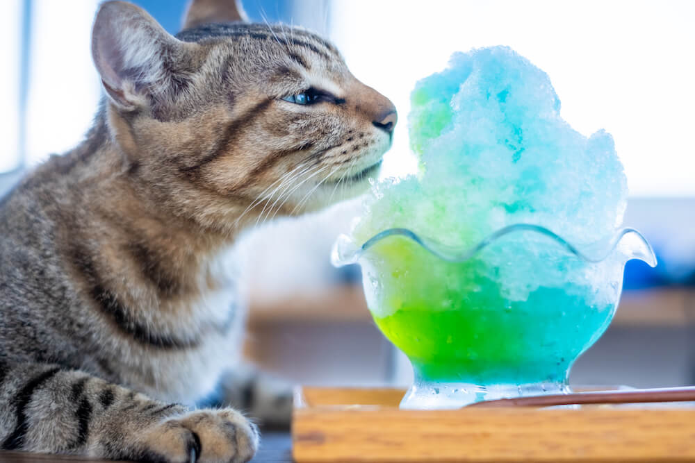 かき氷の匂いを嗅ぐ猫 by 町田奈穂