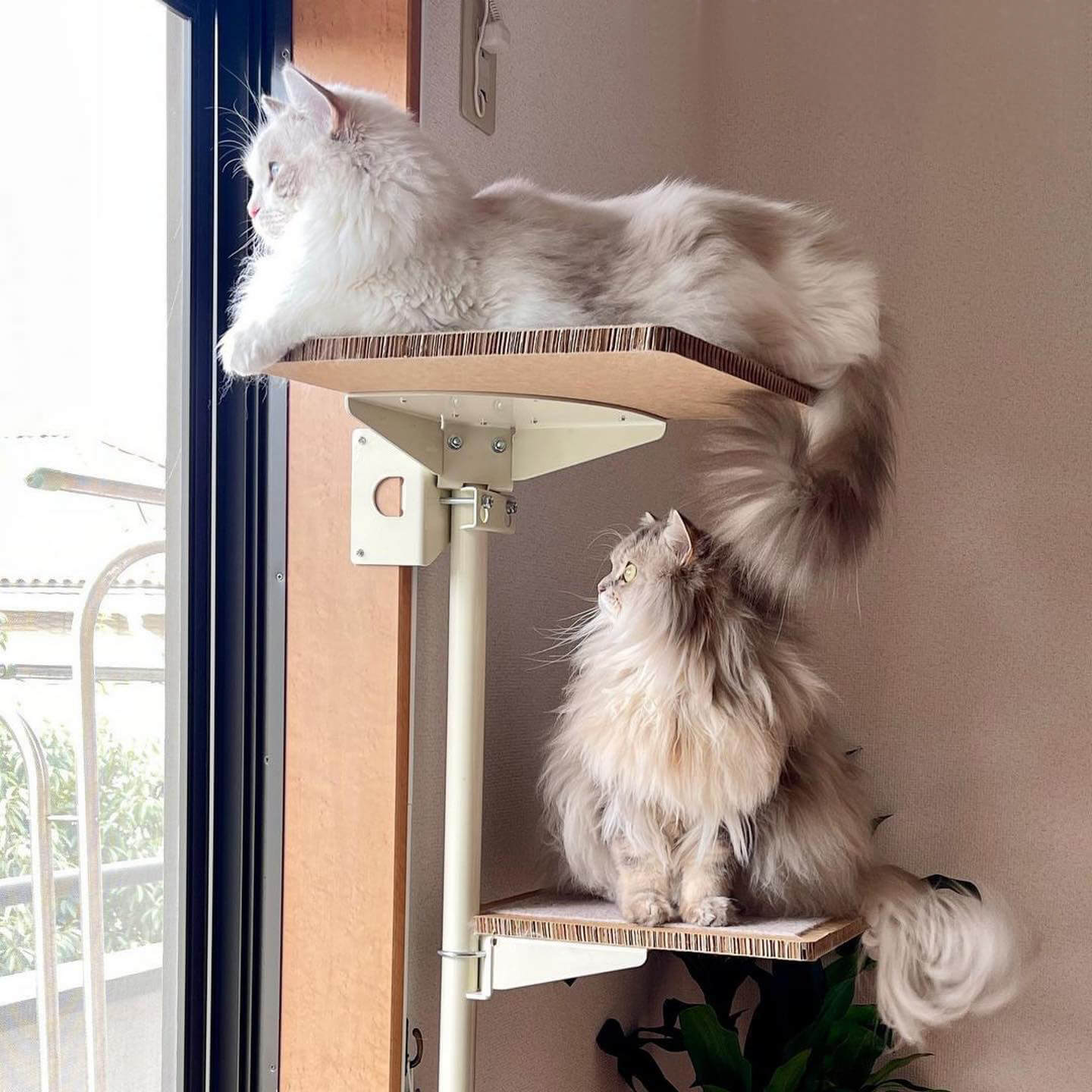 木製の窓枠に取り付けられるキャットタワー「ねこゴロン」で猫がくつろぐ様子