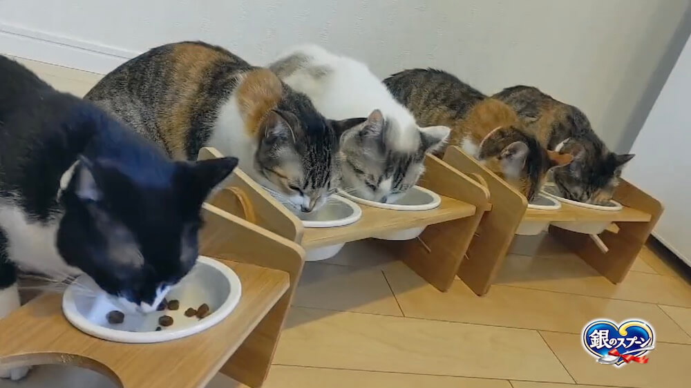 並んでキャットフードを食べるたくさんの猫