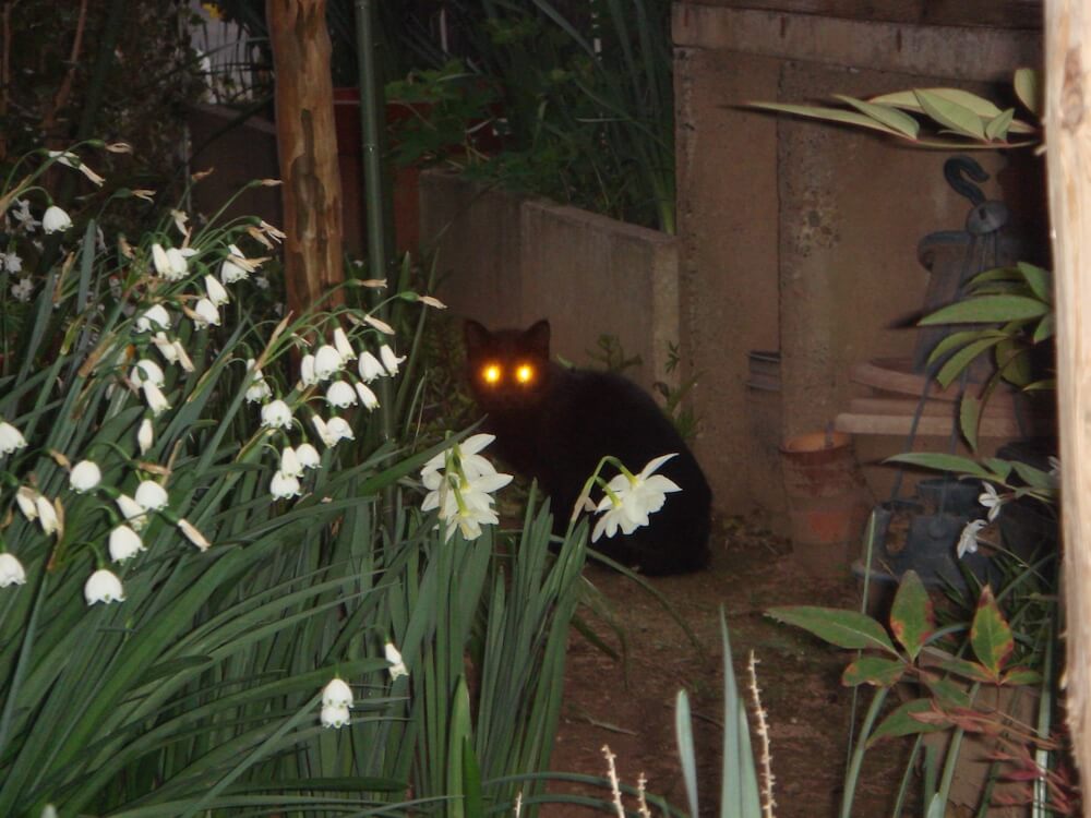 暗闇で目が光る猫のイメージ写真