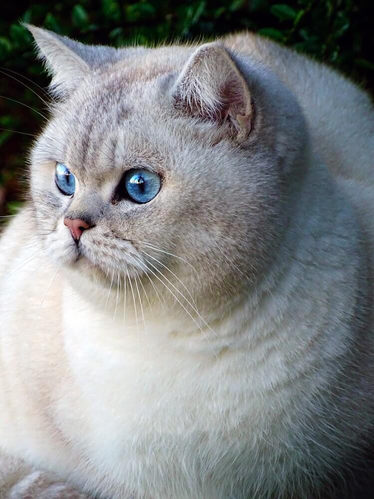 青い目の猫のイメージ写真