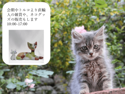 「トルコのかわいいネコ写真展」豊洲シビックセンターにて1月17日より開催
