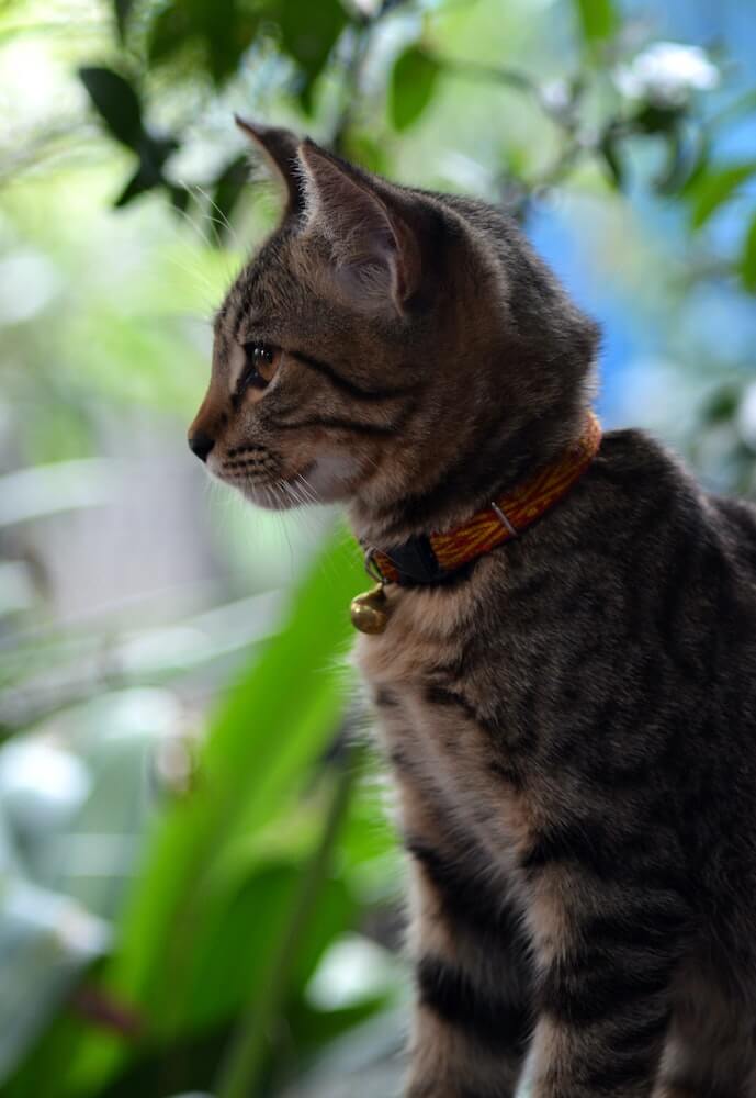 外を眺める飼い猫のイメージ写真