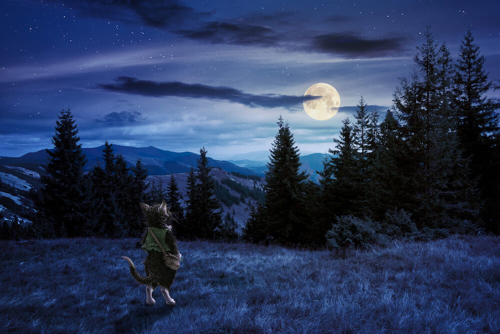 プラネタリウム作品『猫星夜（ねこぼしや） -ある日の星空のおはなし-』のイメージイラスト