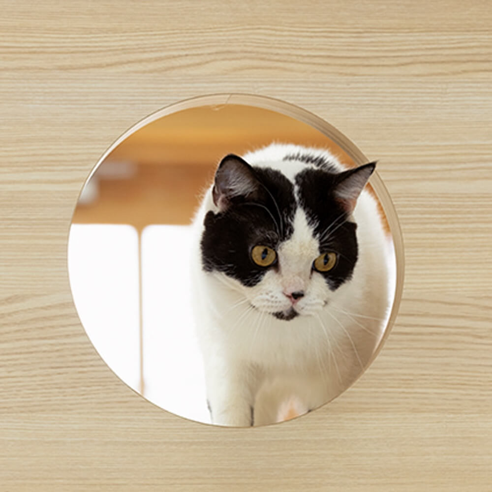 猫も遊べる人間用ベッド「ネコステップ付きベッド」の穴から覗く猫 by フランスペット×ベルメゾン