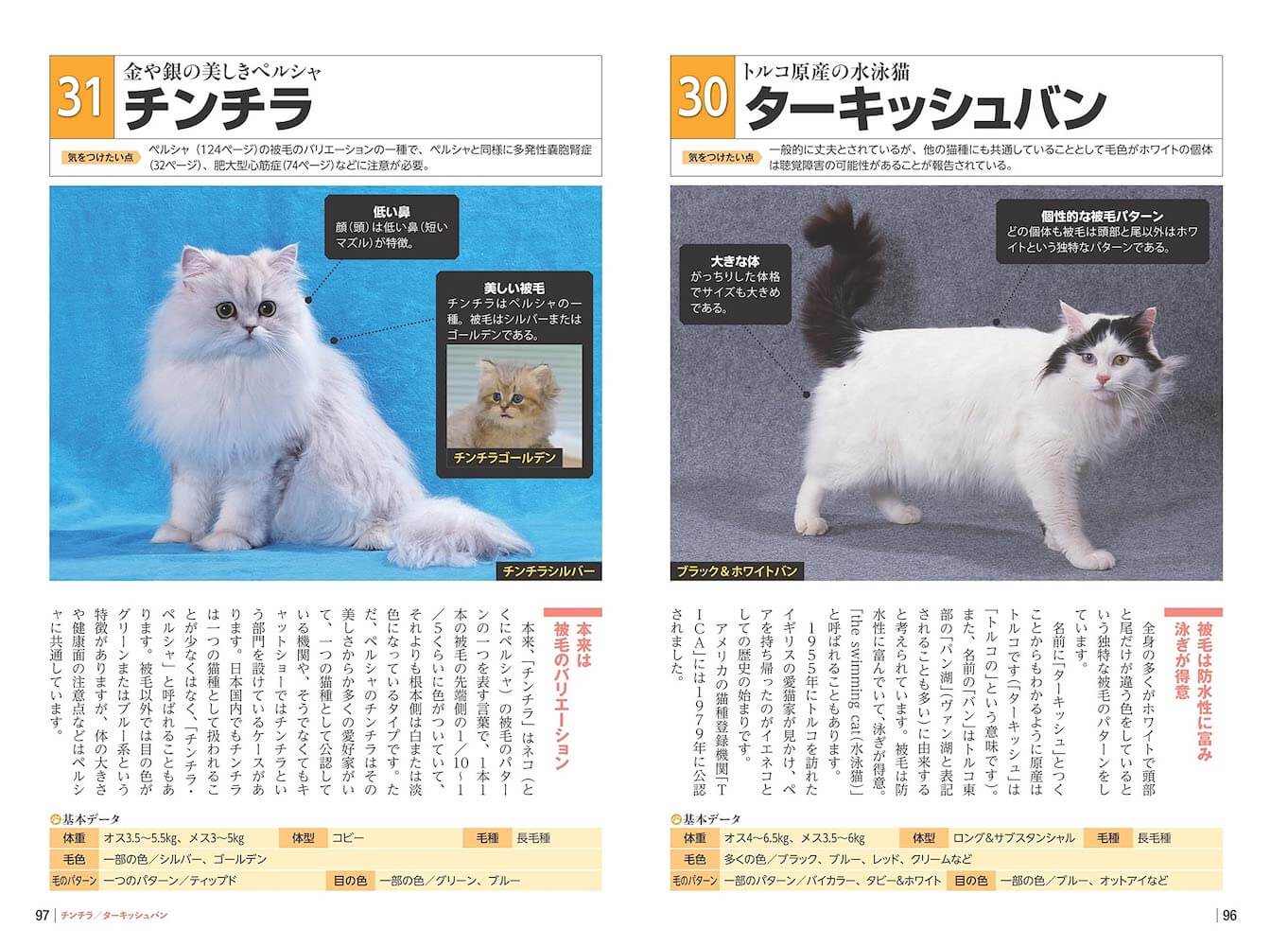 チンチラ＆ターキッシュバンの解説ページ by いちばんよくわかる猫種図鑑 日本と世界の60種