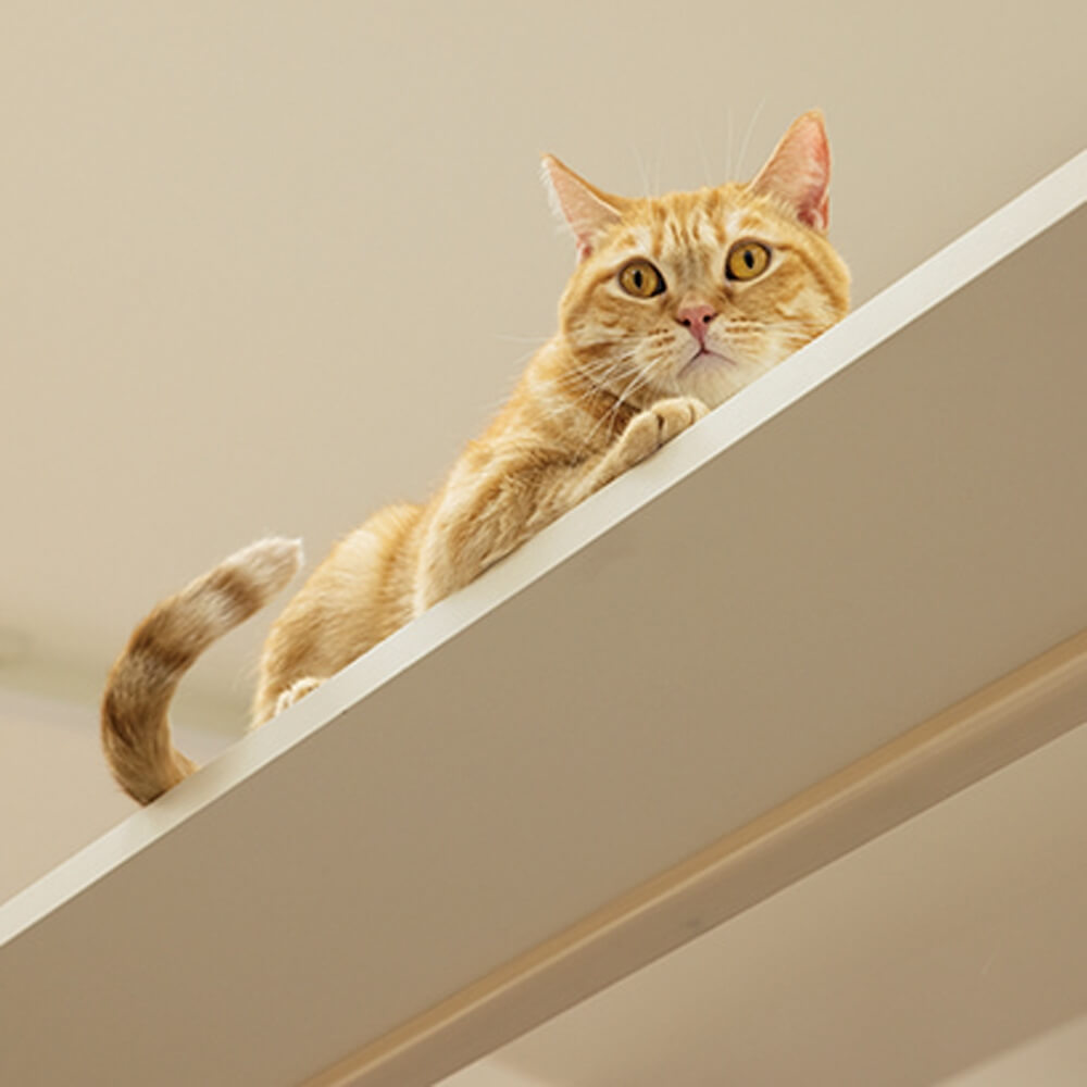 「ネコステップ付きベッド」の天蓋部分にあるキャットウォークに座って休憩する猫 by フランスペット×ベルメゾン