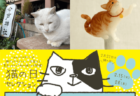 東京スカイツリーのソラマチに猫アイテムが集結！縁結び神社の名物猫「ナミちゃん」の写真展も開催中