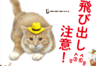 猫の交通事故を減らす取り組み！イエローハットが京大監修のもと開発した「猫飛び出しサイン」を公開