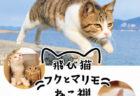 大迫力のネコ写真が400点も展示！ねこカメラマン・五十嵐健太氏の「飛び猫写真展」が宝塚で開催中
