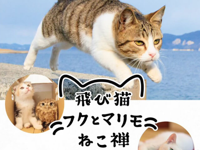 大迫力のネコ写真が400点も展示！ねこカメラマン・五十嵐健太氏
