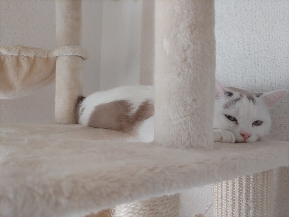 キャットタワーで寝そべる猫のイメージ写真