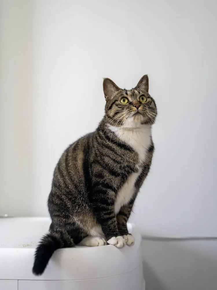 ネコの純金製メダル、価格は55万円！100年に一度の猫の日を記念した金