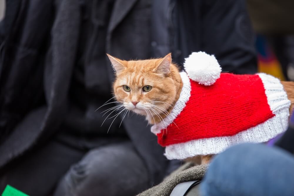 サンタクロースの衣装を着る人気猫のボブ