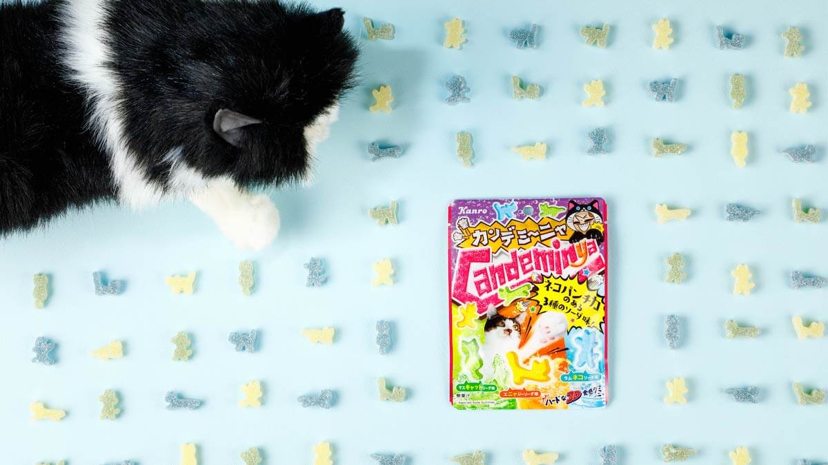 菓子メーカーのカンロから猫の日記念で発売されたネコ型グミ「カンデミーニャグミ」のメインビジュアル