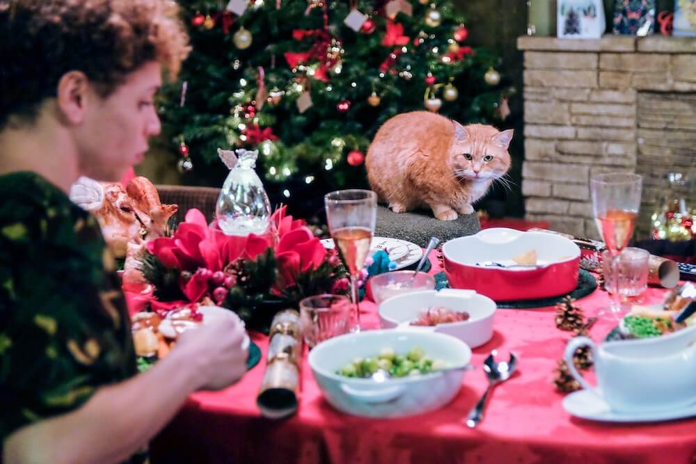 クリスマスパーティーに参加する猫のボブ