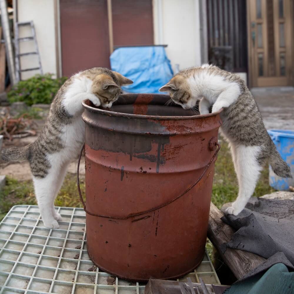 一心不乱にドラム缶の中を覗く2匹の猫 by 沖昌之