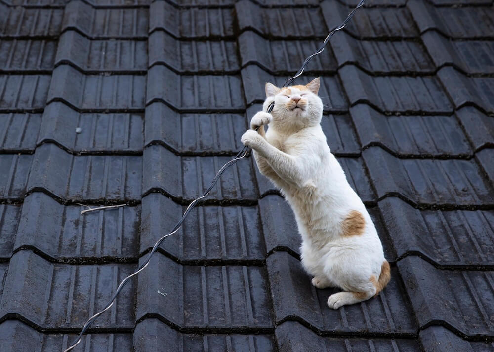 一心不乱に屋根の上をクライミングする猫 by 沖昌之