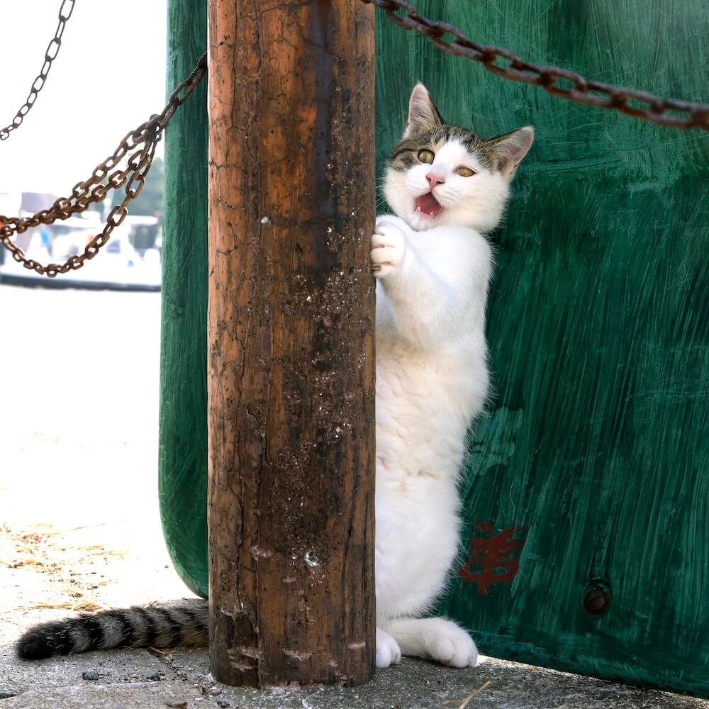 恐ろしい表情で一心不乱に柱で爪とぎをする猫 by 沖昌之