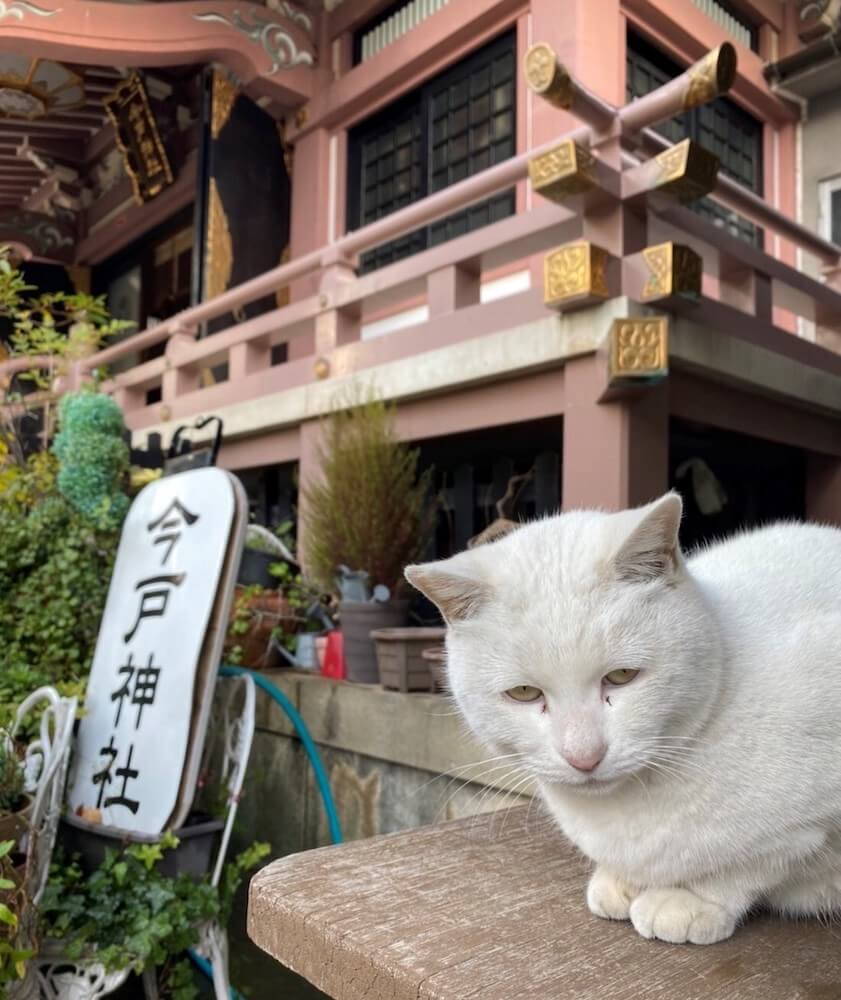 今戸神社に出没する白猫の「なみちゃん」