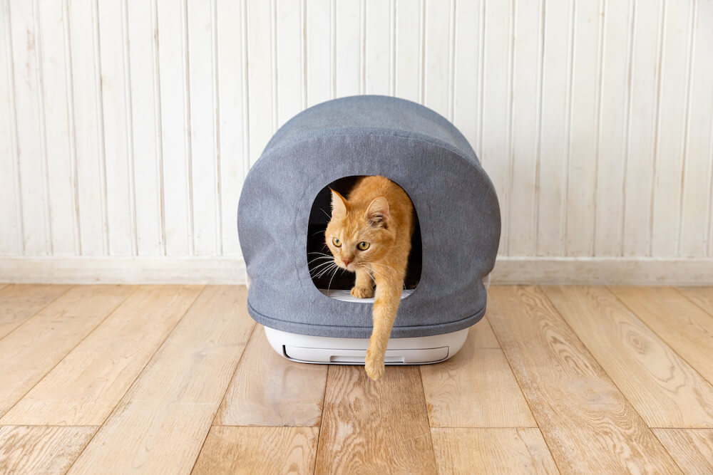 エステーペットが開発した猫トイレ「実感消臭トイレ本体」から出てくる猫
