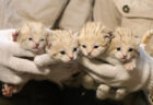 世界最小級の野生ネコ「スナネコ」の赤ちゃんが一挙に4頭も誕生！全員並んだ可愛い写真も公開