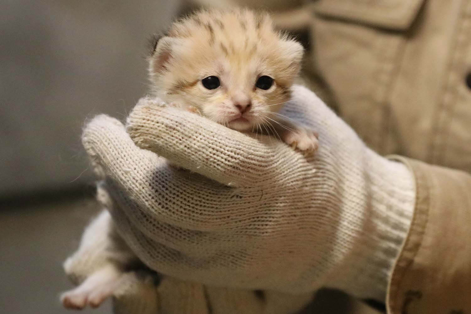 神戸どうぶつ王国で誕生した手のひらサイズのスナネコの赤ちゃん