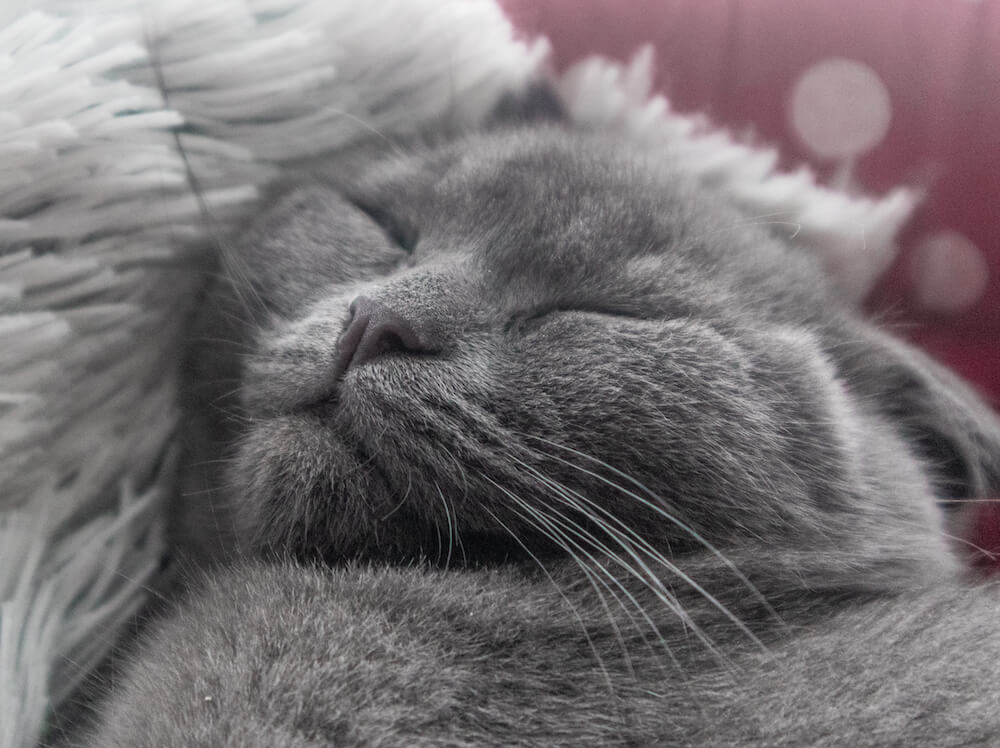 気持ちよさそうな表情で眠る猫のイメージ写真