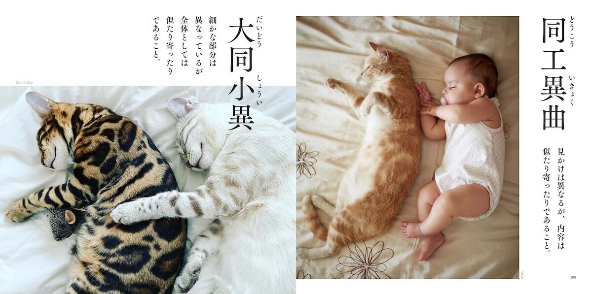 猫の写真と共に四字熟語「大同小異」と「同工異曲」を解説したページ by にゃんこ四字熟語辞典