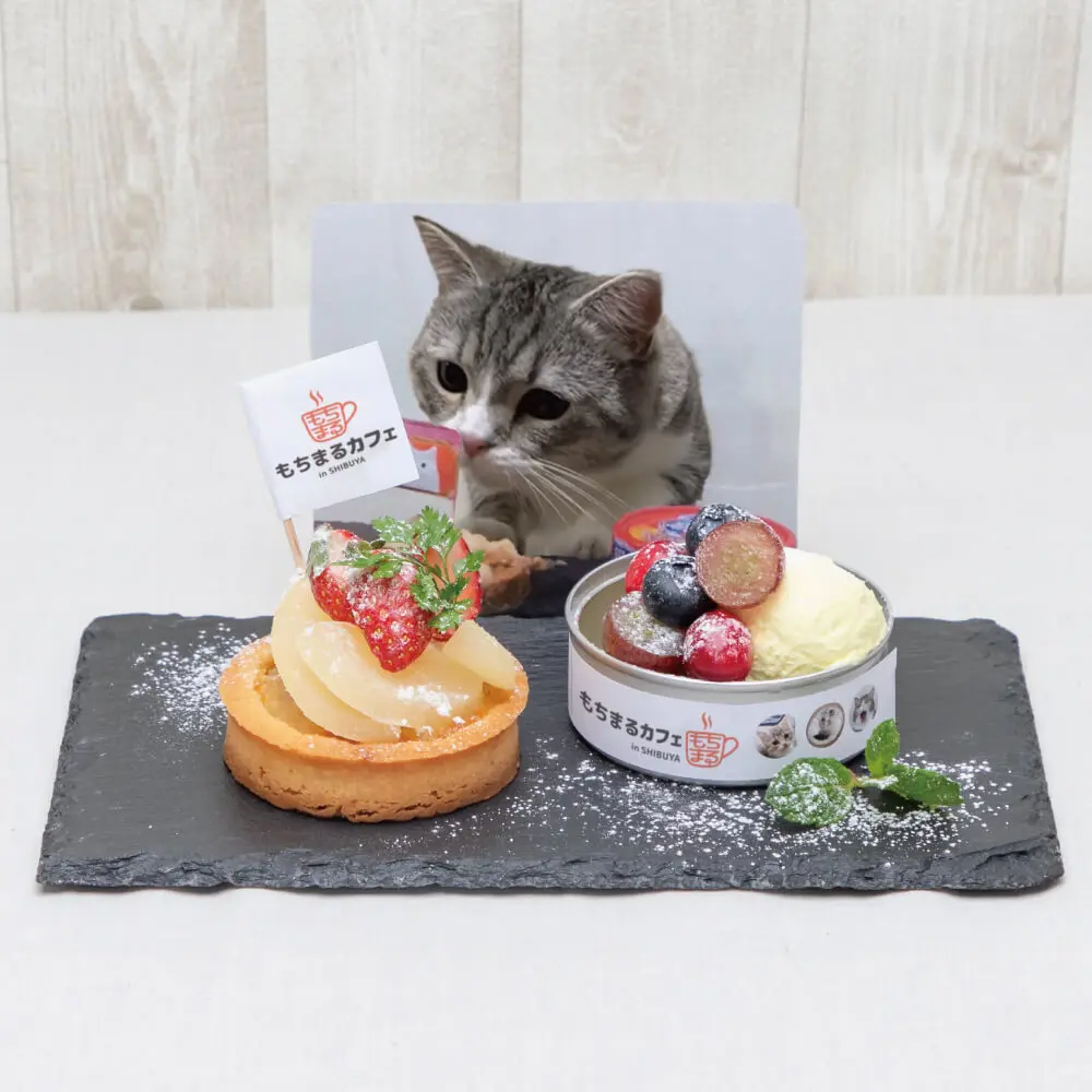 もちねこ様　2点まとめ YouTubeで最も視聴された猫” もち様とのコラボ！！『GiGOのお店