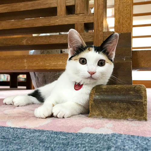 野沢温泉の宿・桐屋旅館にいる看板猫の「きなこ」