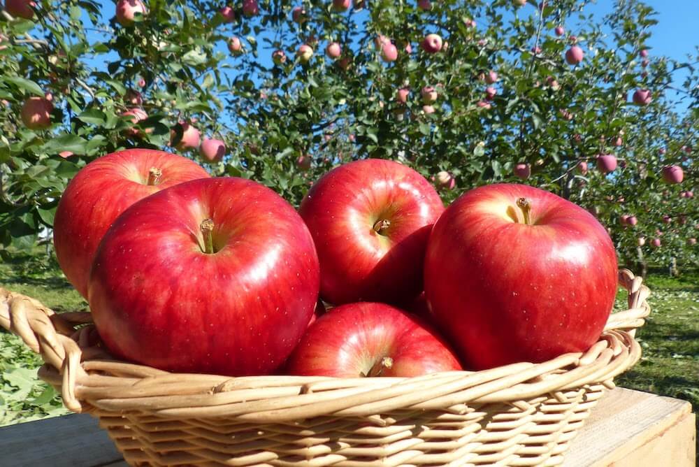 七飯町で栽培された林檎（りんご）のイメージ